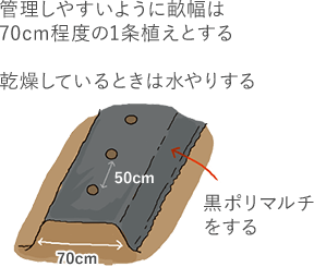 管理しやすいように畝幅は70cm程度の1条植えとする 乾燥している時は水やりする 黒ポリマルチをする