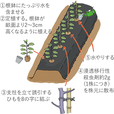 ①苗鉢にたっぷり水を含ませる ②定植する。畝面より2~3cm高く植える ③支柱を立て誘引するひもを8の字に結ぶ ④浸透移行性殺虫剤約2g（1株につき）を株元に散布 ⑤水やりする