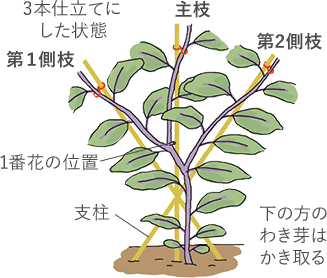 下の方のわき芽はかきとる