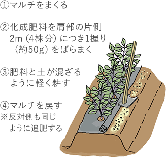 ①マルチをまくる ②化成肥料を肩部片側2m（4株分）に1握り（約50g）をばらまく ③肥料と土が混ざるように軽く耕す ④マルチを戻す※反対側も同じように追肥する