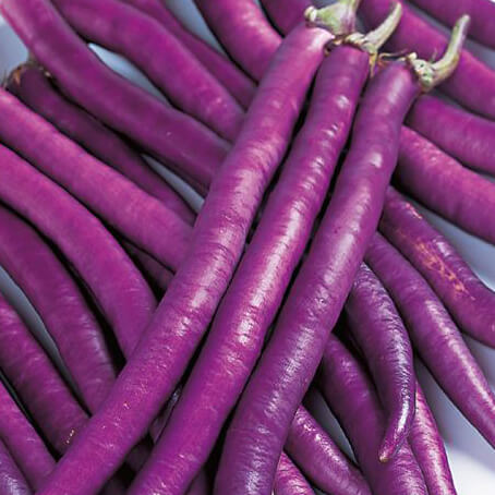 紐ナス「マー坊」