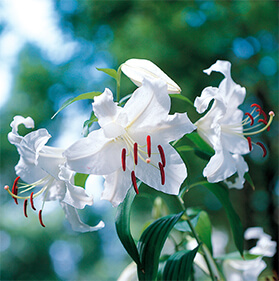 ユリの育て方・栽培方法