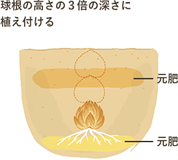 〈地植えの場合〉