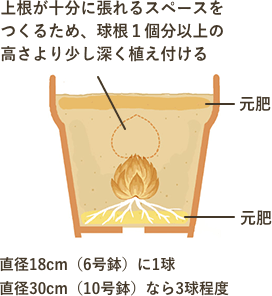 〈鉢植えの場合〉