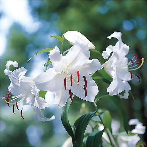 ユリの育て方・栽培方法