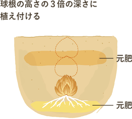 〈地植えの場合〉