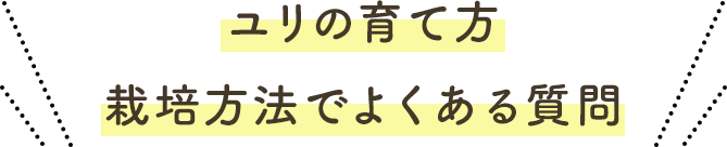 ユリの育て方 栽培方法でよくある質問