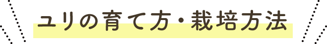 ユリの育て方・栽培方法