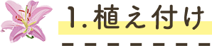 1.植え付け