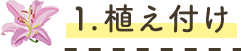 1.植え付け