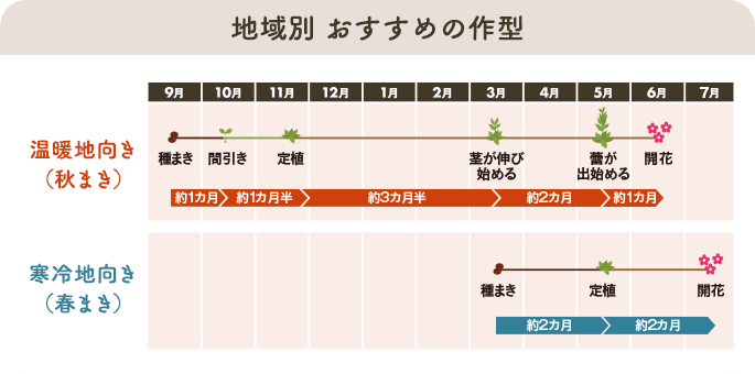 地域別 おすすめの作型 温暖地向き(秋まき)/寒冷地向き(春まき)