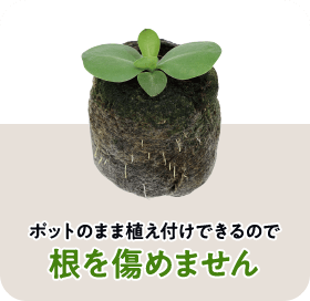 ポットのまま植え付けできるので根を傷めません