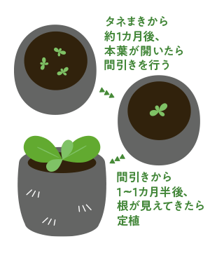 タネまきから約1ヵ月後、本葉が開いたら間引きを行う 間引きから1~1ヵ月半後、根が見えてきたら定植