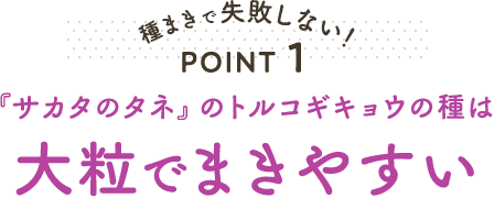 種まきで失敗しない! POINT1 『サカタのタネ』のトルコギキョウの種は大粒でまきやすい