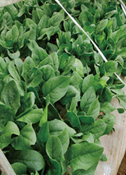 軸折れが少ない