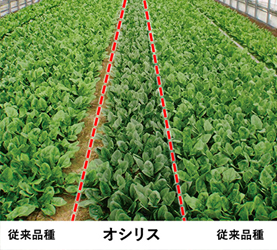 厳寒期でも葉色が濃い