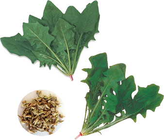 上：改良日本ほうれんそう 下：日本ほうれんそう