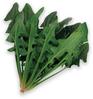 日本ほうれんそうタイプ 寒締め吾郎丸