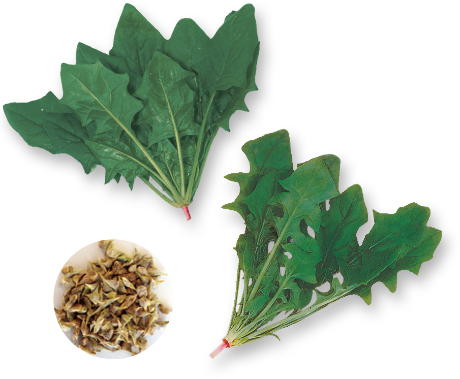 上：改良日本ほうれんそう 下：日本ほうれんそう