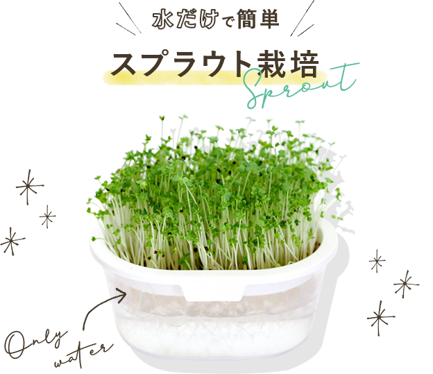 水だけで簡単 スプラウト栽培