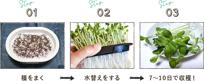 STEP01:種をまく⇒STEP02:水替えをする⇒STEP03:7~10日で収穫!