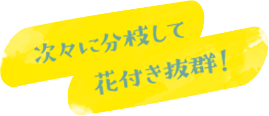 次々に分枝して花付き抜群！