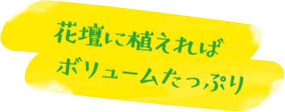 花壇に植えればボリュームたっぷり