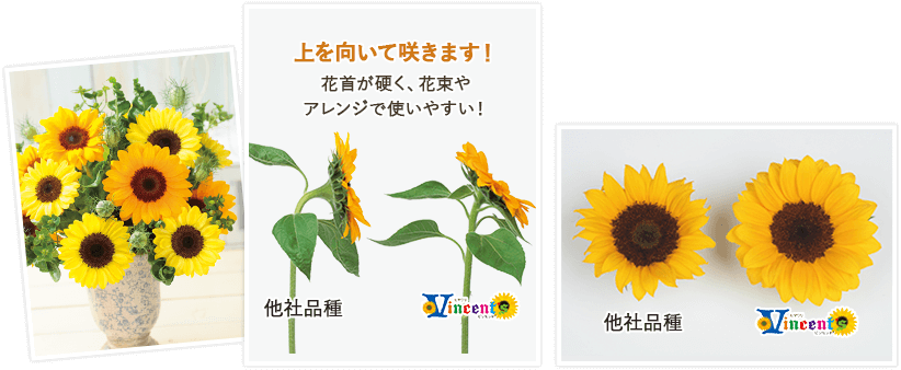上を向いて咲きます！ 花首が硬く、花束やアレンジで使いやすい！ 他社品種との比較画像