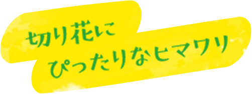 切り花にぴったりなヒマワリ