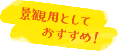 景観用としておすすめ！