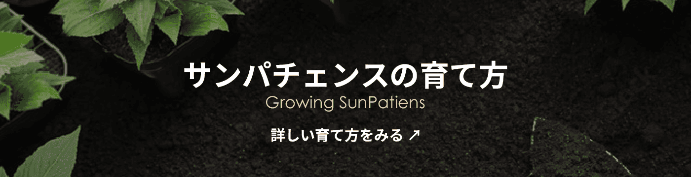 growingsunpatiens