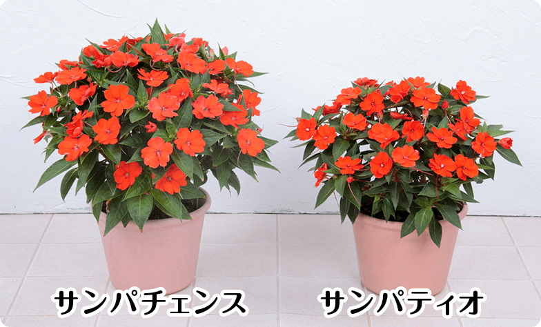 サンパチェンスとサンパティオの比較