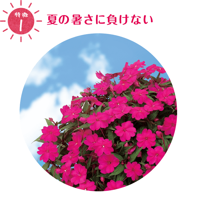 特徴1:夏の暑さに負けない