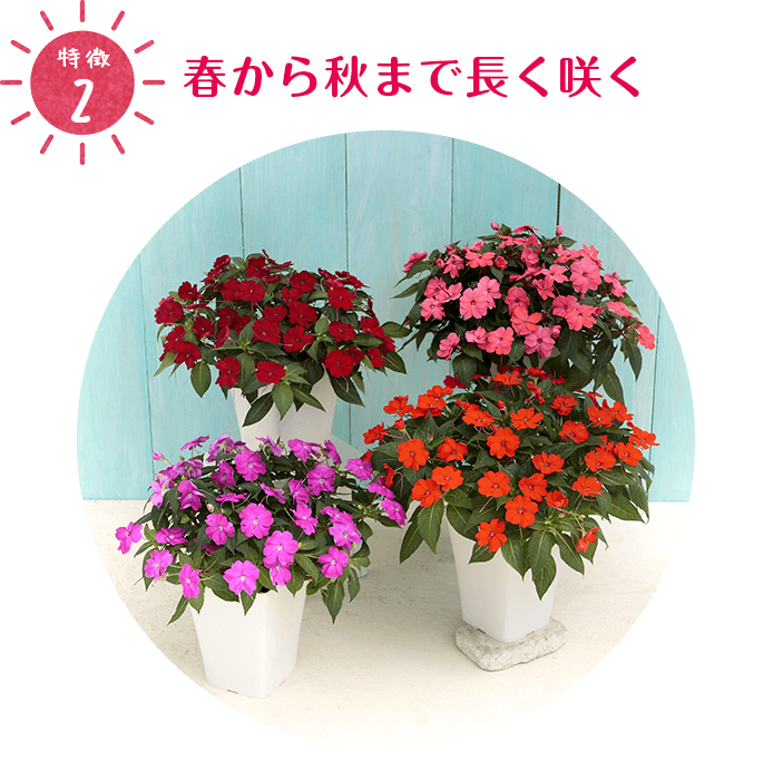 特徴2:春から秋まで長く咲く