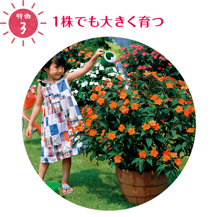 特徴3:1株でも大きく育つ