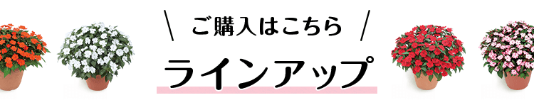 ラインアップ
