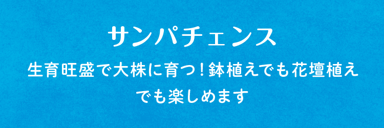 サンパチェンス/生育旺盛で大株に育つ!鉢植えでも花壇植えでも楽しめます