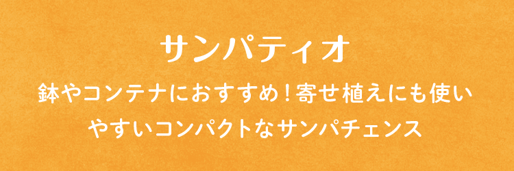 サンパティオ/鉢やコンテナにおすすめ!寄せ植えにも使いやすいコンパクトなサンパチェンス