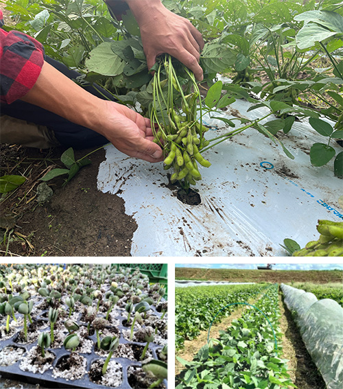 上の写真:種まきから約2カ月で収穫している様子、左下の写真:芽が出ている様子、右下の写真:畑で栽培している様子