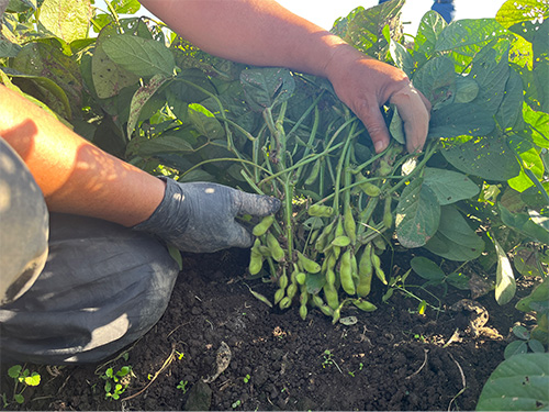 おつな姫(R)の成長の様子