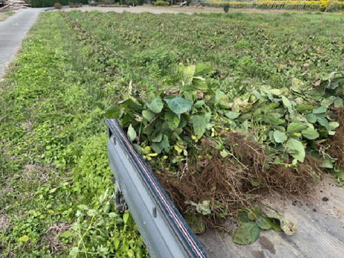 畑でトラックに積んで収穫しているおつな姫(R)の様子