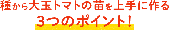 種から大玉トマトの苗を上手に作る3つのポイント！