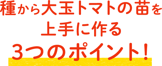 種から大玉トマトの苗を上手に作る3つのポイント！