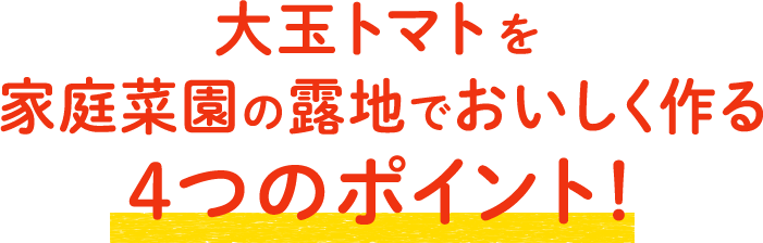 「麗夏」を家庭菜園の露地でおいしく作る4つのポイント！