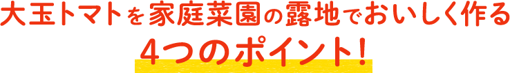 「麗夏」を家庭菜園の露地でおいしく作る4つのポイント！