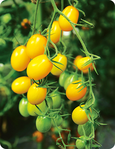 イエローアイコ