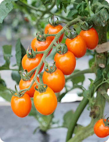 オレンジアイコ