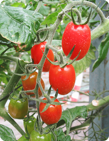 プリンセスアイコ