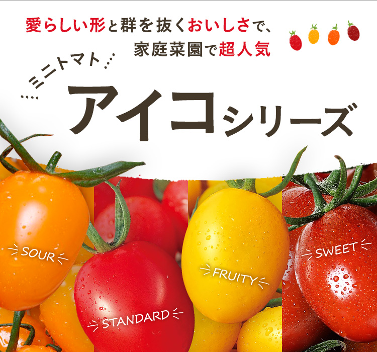 愛らしい形と群を抜くおいしさ！家庭菜園で超人気！！ ミニトマト アイコシリーズ