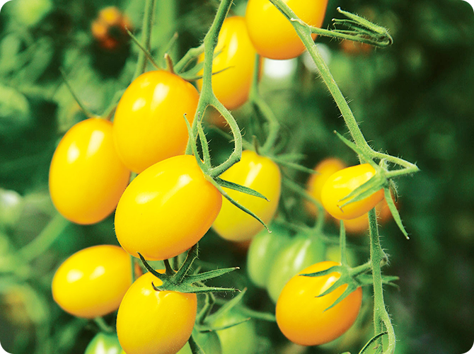 イエローアイコ